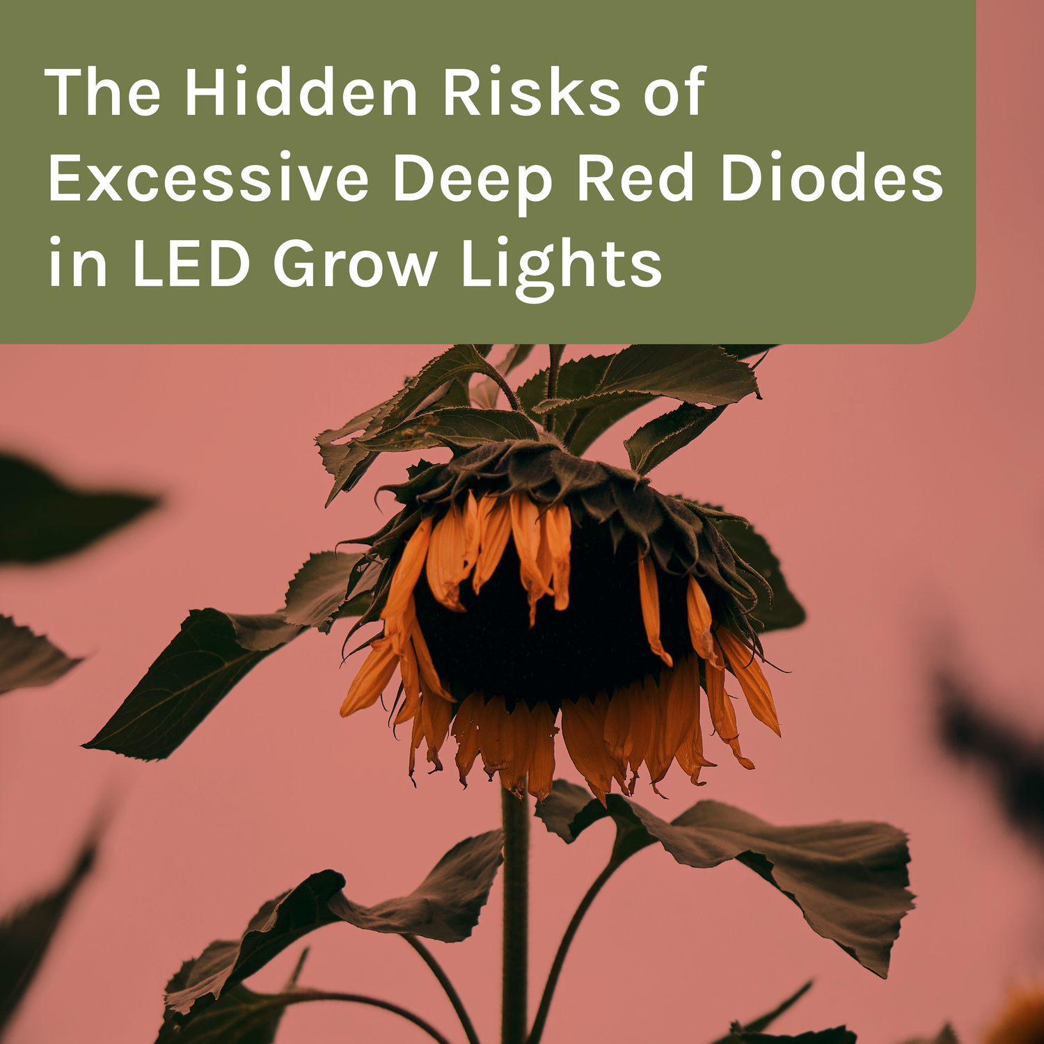 The Hidden Risks of Excessive Deep Red Diodes in LED Grow Lights